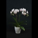 Phalaenopsis White Sugar Orchid