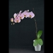 Alaska Salmon Pink Phalaenopsis Orchid