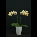 Yellow Phalaenopsis Orchid