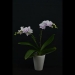 Pink Phalaenopsis Butterfly Orchid