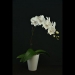White Phalaenopsis Orchid