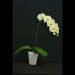 Phalaenopsis Green Butterfly Orchid