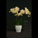Phalaenopsis Yellow Orchid Lee1155