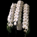 Phalaenopsis White Orchid V3