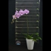 Phalaenopsis Pink Four Peace