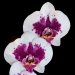 White Phalaenopsis Orchid GU33