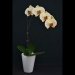 Yellow Phalaenopsis Red Guava Orchid