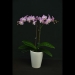 Pink Phalaenopsis Orchid NBM525