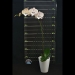 Phalaenopsis Pink Alani Orchid