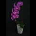 Phalaenopsis Red Orchid GU03