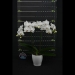 Phalaenopsis Chilling Wind White Orchid