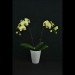 Phalaenopsis Green Parrot Orchid