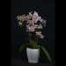 Fragrant Pink Phalaenopsis Orchid