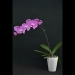 Pink Phalaenopsis Orchid GU15