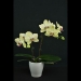 Green Mini Phalaenopsis Orchid