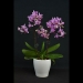 Phalaenopsis Red Pearl
