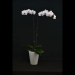 Phalaenopsis Snow White Ring Orchid
