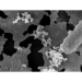 Streptococcus Thermophilus adalah