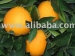 Frische Zitrusfrucht