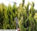 Cupressus macrocarpa Goldkamm
