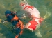 Koi Breeding Buku