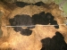 Pelle della mucca