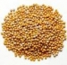 Mustard biji (Sinapis Alba) - tanaman baru 2010