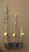 OLIVE bibit pohon ARBEQUINA I-18