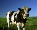 Молодые bullocks от Польши