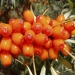 Seabuckthorn flavonlar