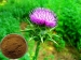 Silybum Marianum Extract