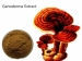 Ganoderma Özü