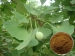 Ginkgo biloba extract