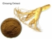 Ginseng Extract