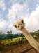 Ebook tentang Cara Memulai Pertanian Ostrich Sukses