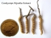 Micelio de Cordyceps Extract